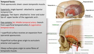 Temporal Infratemporal Region I PPTX temporal-infratemporal-region-i-pptx