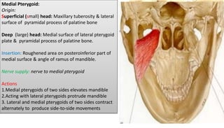 Temporal & Infratemporal Region -I | PPTX