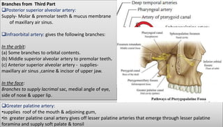 Branches from Third Part
Posterior superior alveolar artery:
Supply- Molar & premolar teeth & mucus membrane
of maxillary air sinus.
Infraorbital artery: gives the following branches:
In the orbit:
(a) Some branches to orbital contents.
(b) Middle superior alveolar artery to premolar teeth.
(c) Anterior superior alveolar artery - supplies-
maxillary air sinus ,canine & incisor of upper jaw.
In the face:
Branches to supply lacrimal sac, medial angle of eye,
side of nose & upper lip.
Greater palatine artery:
•supplies roof of the mouth & adjoining gum,
•In greater palatine canal artery gives off lesser palatine arteries that emerge through lesser palatine
foramina and supply soft palate & tonsil
 