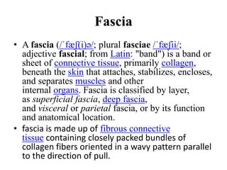 Fascia
• A fascia (/ˈfæʃ(i)ə/; plural fasciae /ˈfæʃii/;
adjective fascial; from Latin: "band") is a band or
sheet of connective tissue, primarily collagen,
beneath the skin that attaches, stabilizes, encloses,
and separates muscles and other
internal organs. Fascia is classified by layer,
as superficial fascia, deep fascia,
and visceral or parietal fascia, or by its function
and anatomical location.
• fascia is made up of fibrous connective
tissue containing closely packed bundles of
collagen fibers oriented in a wavy pattern parallel
to the direction of pull.
 