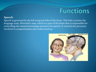 Speech
Speech is governed by the left temporal lobe of the brain. This lobe contains the
language zone, Wernicke's area, which is a part of the brain that is responsible for
controlling the mental processing necessary for speech. It controls the processes
involved in comprehension and verbal memory.
 
