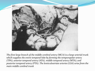 The first large branch of the middle cerebral artery (MCA) is a large arterial trunk
which supplies the entire temporal lobe by forming the temporopolar artery
(TPA), anterior temporal artery (ATA), middle temporal artery (MTA), and
posterior temporal artery (PTA). The lenticulostriate arteries (LSA) arise from the
main middle cerebral trunk
 