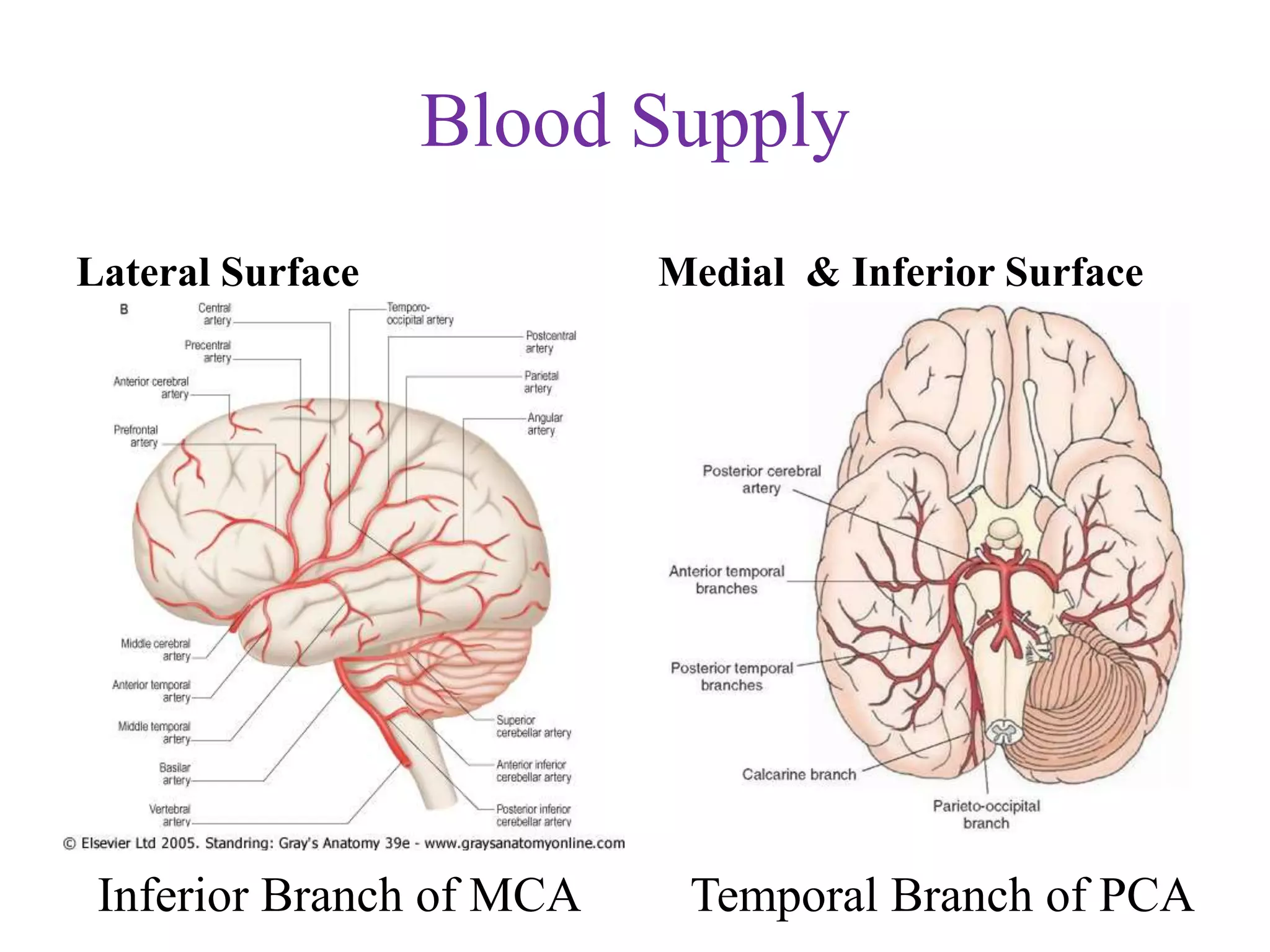 Blood Supply
Lateral Surface Medial & Inferior Surface
Inferior Branch of MCA Temporal Branch of PCA
 