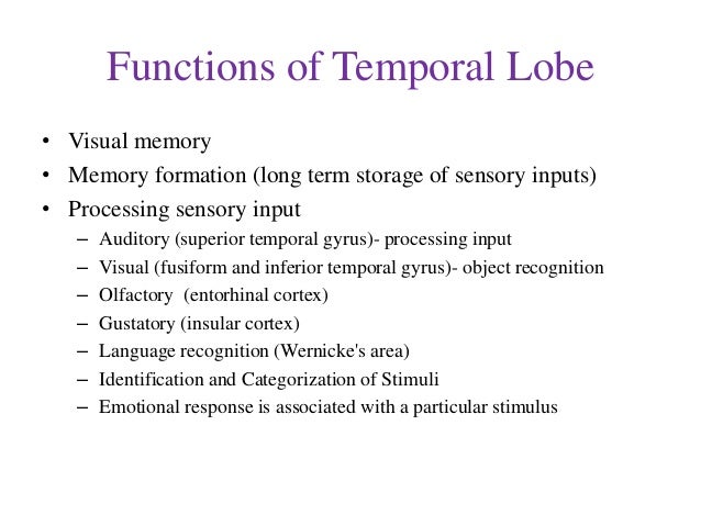 temporal lobe temporal lobe