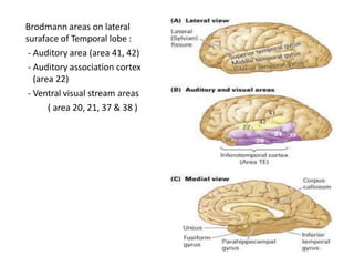 Brodmann areas on lateral
suraface of Temporal lobe :
- Auditory area (area 41, 42)
- Auditory association cortex
(area 22)
- Ventral visual stream areas
( area 20, 21, 37 & 38 )
 