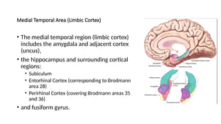 Anatomy, Functions and corelations of Temporal lobe | PPTX