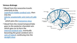 V Labbe Anatomy, Functions and corelations of Temporal lobe | PPTX