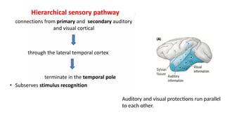 Anatomy, Functions and corelations of Temporal lobe | PPTX