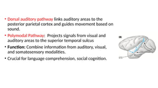 Anatomy, Functions and corelations of Temporal lobe | PPTX
