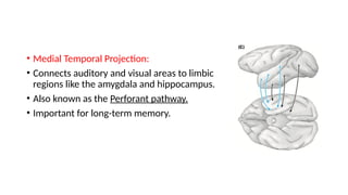 Anatomy, Functions and corelations of Temporal lobe | PPTX