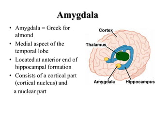 Temporal lobe and its role in psychiatry | PPTX