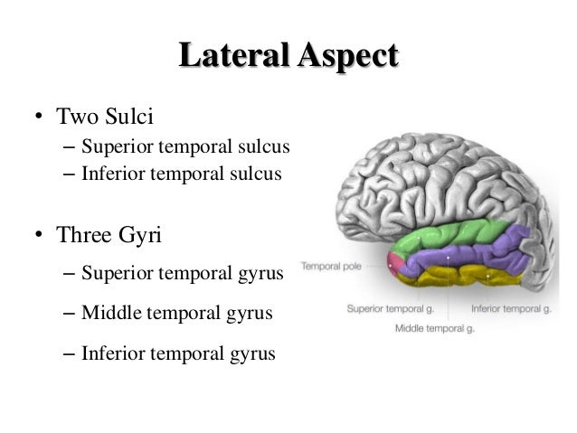 Temporal lobe and its role in psychiatry diagram of adhd brain 