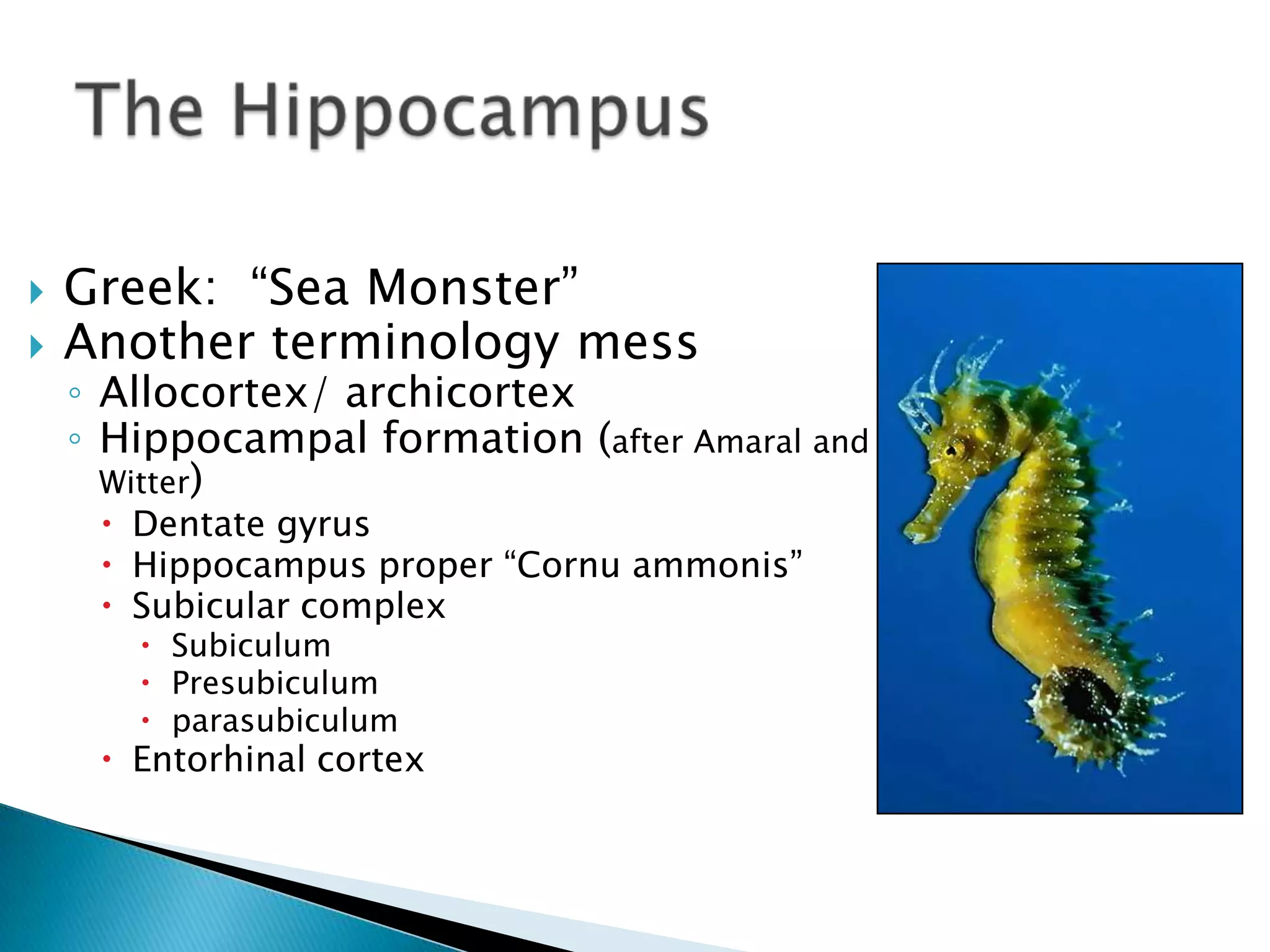    Greek: ―Sea Monster‖
   Another terminology mess
    ◦ Allocortex/ archicortex
    ◦ Hippocampal formation (after Amaral and
      Witter)
      Dentate gyrus
      Hippocampus proper ―Cornu ammonis‖
      Subicular complex
        Subiculum
        Presubiculum
        parasubiculum
      Entorhinal cortex
 