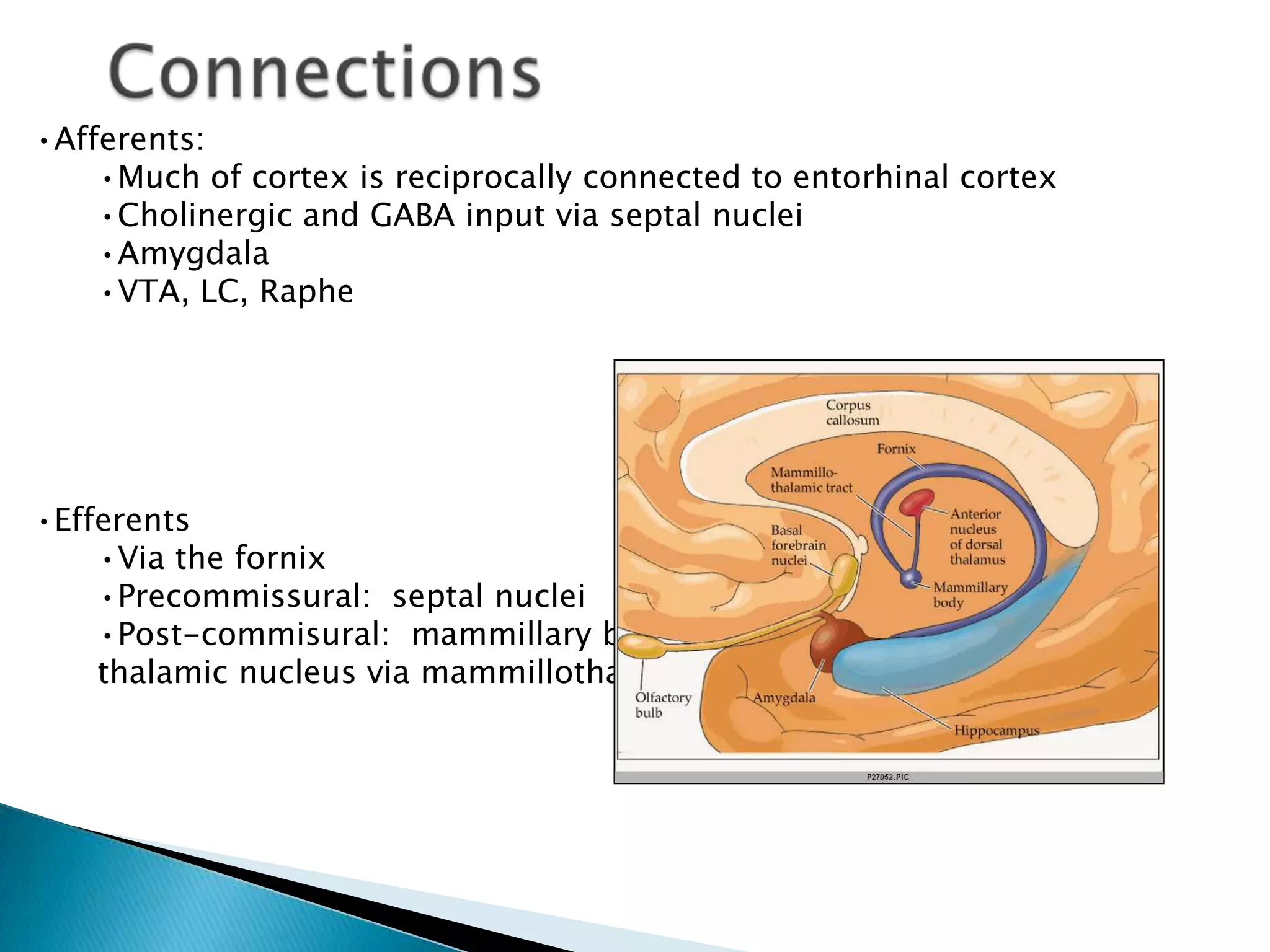 •Afferents:
    •Much of cortex is reciprocally connected to entorhinal cortex
    •Cholinergic and GABA input via septal nuclei
    •Amygdala
    •VTA, LC, Raphe




•Efferents
    •Via the fornix
    •Precommissural: septal nuclei
    •Post-commisural: mammillary bodies          (to anterior
    thalamic nucleus via mammillothalamic tract)
 