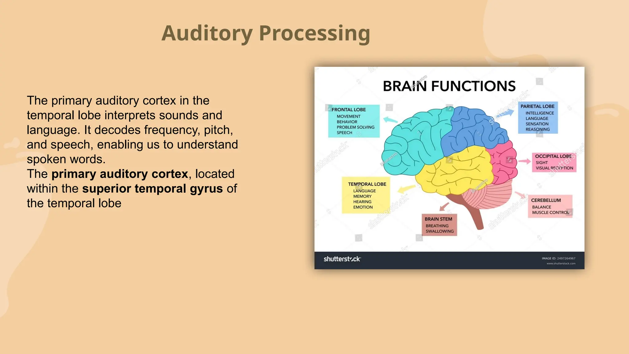 temporal lobe and its functions by ashmit.pptx