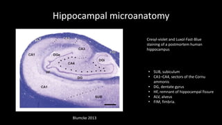 Hippocampal microanatomy
Cresyl-violet and Luxol-Fast-Blue
staining of a postmortem human
hippocampus
• SUB, subiculum
• CA1–CA4, sectors of the Cornu
ammonis
• DG, dentate gyrus
• HF, remnant of hippocampal fissure
• ALV, alveus
• FIM, fimbria.
Blumcke 2013
 