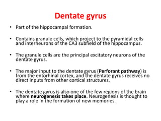 Dentate gyrus
• Part of the hippocampal formation.
• Contains granule cells, which project to the pyramidal cells
and interneurons of the CA3 subfield of the hippocampus.
• The granule cells are the principal excitatory neurons of the
dentate gyrus.
• The major input to the dentate gyrus (Perforant pathway) is
from the entorhinal cortex, and the dentate gyrus receives no
direct inputs from other cortical structures.
• The dentate gyrus is also one of the few regions of the brain
where neurogenesis takes place. Neurogenesis is thought to
play a role in the formation of new memories.
 