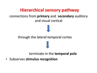 Hierarchical sensory pathway
connections from primary and secondary auditory
and visual cortical
through the lateral temporal cortex
terminate in the temporal pole
• Subserves stimulus recognition
 