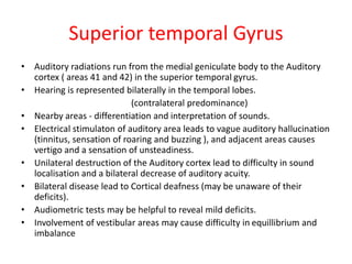 Superior temporal Gyrus
• Auditory radiations run from the medial geniculate body to the Auditory
cortex ( areas 41 and 42) in the superior temporal gyrus.
• Hearing is represented bilaterally in the temporal lobes.
(contralateral predominance)
• Nearby areas - differentiation and interpretation of sounds.
• Electrical stimulaton of auditory area leads to vague auditory hallucination
(tinnitus, sensation of roaring and buzzing ), and adjacent areas causes
vertigo and a sensation of unsteadiness.
• Unilateral destruction of the Auditory cortex lead to difficulty in sound
localisation and a bilateral decrease of auditory acuity.
• Bilateral disease lead to Cortical deafness (may be unaware of their
deficits).
• Audiometric tests may be helpful to reveal mild deficits.
• Involvement of vestibular areas may cause difficulty in equillibrium and
imbalance
 