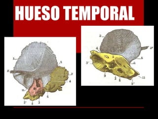 HUESO TEMPORAL
 