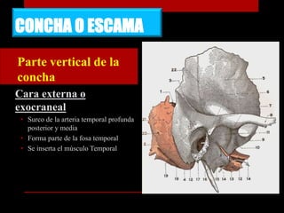 CONCHA O ESCAMA
• Parte vertical de la
concha
Cara externa o
exocraneal
• Surco de la arteria temporal profunda
posterior y media
• Forma parte de la fosa temporal
• Se inserta el músculo Temporal
 