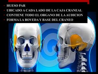 • HUESO PAR
• UBICADO A CADA LADO DE LA CAJA CRANEAL
• CONTIENE TODO EL ORGANO DE LAAUDICION
• FORMA LA BOVEDA Y BASE DEL CRANEO
 