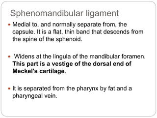 Sphenomandibular ligament
 Medial to, and normally separate from, the
capsule. It is a flat, thin band that descends from
the spine of the sphenoid.
 Widens at the lingula of the mandibular foramen.
This part is a vestige of the dorsal end of
Meckel's cartilage.
 It is separated from the pharynx by fat and a
pharyngeal vein.
 