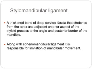 Stylomandibular ligament
 A thickened band of deep cervical fascia that stretches
from the apex and adjacent anterior aspect of the
styloid process to the angle and posterior border of the
mandible.
 Along with sphenomandibular ligament it is
responsible for limitation of mandibular movement.
 