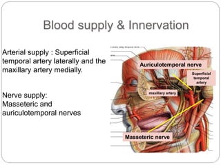 Blood supply & Innervation
Auriculotemporal nerve
maxillary artery
Masseteric nerve
Superficial
temporal
artery
Arterial supply : Superficial
temporal artery laterally and the
maxillary artery medially.
Nerve supply:
Masseteric and
auriculotemporal nerves
 
