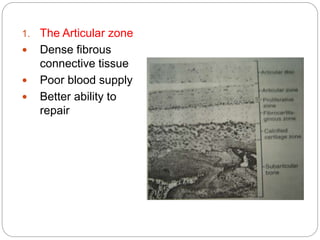 1. The Articular zone
 Dense fibrous
connective tissue
 Poor blood supply
 Better ability to
repair
• Good adaption to sliding movement
• Shock absorber
• Less susceptible to the effect of
aging time & breakdown over time.
 