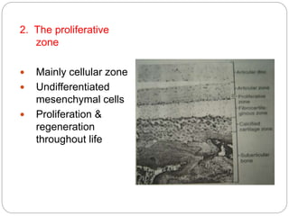 2. The proliferative
zone
 Mainly cellular zone
 Undifferentiated
mesenchymal cells
 Proliferation &
regeneration
throughout life
 