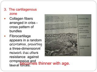 3. The cartilagenous
zone
 Collagen fibers
arranged in criss -
cross pattern of
bundles
 Fibrocartilage
appears in a random
orientation, providing
a three-dimensional
network that offers
resistance against
compressive and
lateral forces.
• Offers considerable resistance against
compressive & lateral forces
• But becomes thinner with age.
 