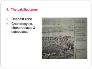 4. The calcified zone
 Deepest zone
 Chondrocytes,
chondroblasts &
osteoblasts
• Active site for remodeling activity as
bone growth proceeds.
 