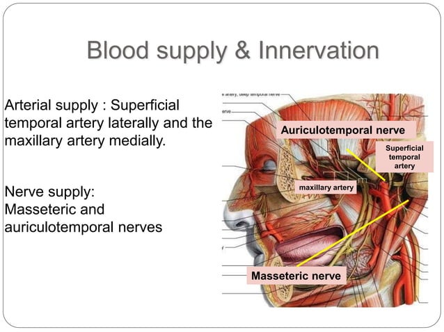 Temporomandibular joint