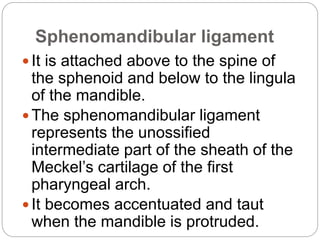 Sphenomandibular ligament
 It is attached above to the spine of
the sphenoid and below to the lingula
of the mandible.
 The sphenomandibular ligament
represents the unossified
intermediate part of the sheath of the
Meckel’s cartilage of the first
pharyngeal arch.
 It becomes accentuated and taut
when the mandible is protruded.
 