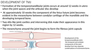 Tmj Development Temporomandibular Joint.pptx HUMAN ANATOMY HEAD AND NECK | PPTX