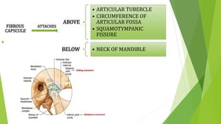 
ABOVE
• ARTICULAR TUBERCLE
• CIRCUMFERENCE OF
ARTICULAR FOSSA
• SQUAMOTYMPANIC
FISSURE
BELOW • NECK OF MANDIBLE
CAPSCULE
FIBROUS ATTACHES
 