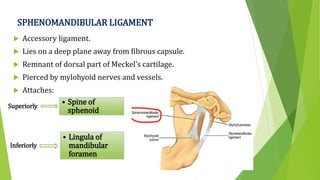 SPHENOMANDIBULAR LIGAMENT
 Accessory ligament.
 Lies on a deep plane away from fibrous capsule.
 Remnant of dorsal part of Meckel’s cartilage.
 Pierced by mylohyoid nerves and vessels.
 Attaches:
Superiorly
• Spine of
sphenoid
Inferiorly
• Lingula of
mandibular
foramen
 