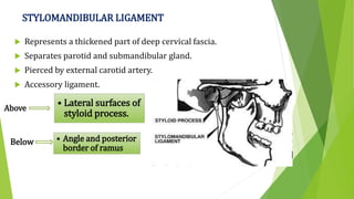 STYLOMANDIBULAR LIGAMENT
 Represents a thickened part of deep cervical fascia.
 Separates parotid and submandibular gland.
 Pierced by external carotid artery.
 Accessory ligament.
Above
• Lateral surfaces of
styloid process.
Below • Angle and posterior
border of ramus
 