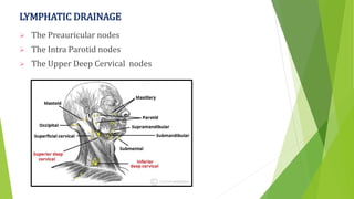 LYMPHATIC DRAINAGE
 The Preauricular nodes
 The Intra Parotid nodes
 The Upper Deep Cervical nodes
 