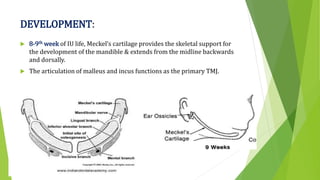 DEVELOPMENT:
 8-9th week of IU life, Meckel’s cartilage provides the skeletal support for
the development of the mandible & extends from the midline backwards
and dorsally.
 The articulation of malleus and incus functions as the primary TMJ.
 
