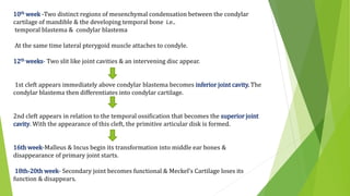 10th week -Two distinct regions of mesenchymal condensation between the condylar
cartilage of mandible & the developing temporal bone i.e..
temporal blastema & condylar blastema
At the same time lateral pterygoid muscle attaches to condyle.
12th weeks- Two slit like joint cavities & an intervening disc appear.
1st cleft appears immediately above condylar blastema becomes inferior joint cavity. The
condylar blastema then differentiates into condylar cartilage.
2nd cleft appears in relation to the temporal ossification that becomes the superior joint
cavity. With the appearance of this cleft, the primitive articular disk is formed.
16th week-Malleus & Incus begin its transformation into middle ear bones &
disappearance of primary joint starts.
18th-20th week- Secondary joint becomes functional & Meckel’s Cartilage loses its
function & disappears.
 