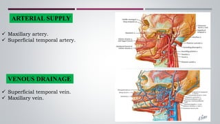 ARTERIAL SUPPLY
 Maxillary artery.
 Superficial temporal artery.
VENOUS DRAINAGE
 Superficial temporal vein.
 Maxillary vein.
 