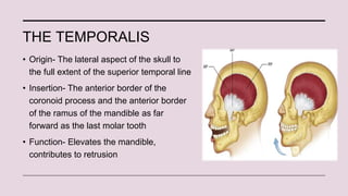Temporomandibular joint [Autosaved].pptx