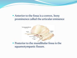  Anterior to the fossa is a convex, bony
prominence called the articular eminence
 Posterior to the mandibular fossa is the
squamotympanic fissure.
 