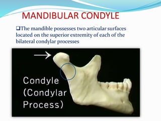 MANDIBULAR CONDYLE
The mandible possesses two articular surfaces
located on the superior extremity of each of the
bilateral condylar processes
 