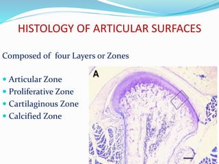 HISTOLOGY OF ARTICULAR SURFACES
Composed of four Layers or Zones
 Articular Zone
 Proliferative Zone
 Cartilaginous Zone
 Calcified Zone
 