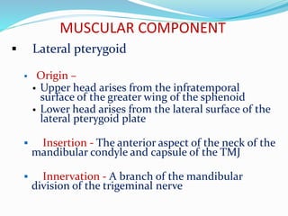 MUSCULAR COMPONENT
 Lateral pterygoid
 Origin –
 Upper head arises from the infratemporal
surface of the greater wing of the sphenoid
 Lower head arises from the lateral surface of the
lateral pterygoid plate
 Insertion - The anterior aspect of the neck of the
mandibular condyle and capsule of the TMJ
 Innervation - A branch of the mandibular
division of the trigeminal nerve
 