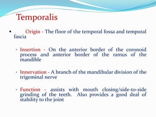 Temporalis
 Origin - The floor of the temporal fossa and temporal
fascia
• Insertion - On the anterior border of the coronoid
process and anterior border of the ramus of the
mandible
• Innervation - A branch of the mandibular division of the
trigeminal nerve
• Function - assists with mouth closing/side-to-side
grinding of the teeth. Also provides a good deal of
stability to the joint
 