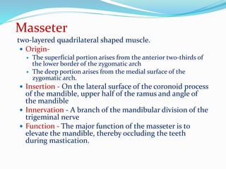 Masseter
two-layered quadrilateral shaped muscle.
 Origin-
 The superficial portion arises from the anterior two-thirds of
the lower border of the zygomatic arch
 The deep portion arises from the medial surface of the
zygomatic arch.
 Insertion - On the lateral surface of the coronoid process
of the mandible, upper half of the ramus and angle of
the mandible
 Innervation - A branch of the mandibular division of the
trigeminal nerve
 Function - The major function of the masseter is to
elevate the mandible, thereby occluding the teeth
during mastication.
 